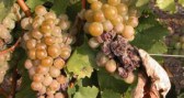 furmint